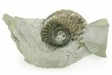 Pyritized Jurassic Ammonite (Fuciniceras) Fossil - France #367624-1